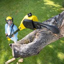 Professional  Tree Services in Juno Ridge, FL