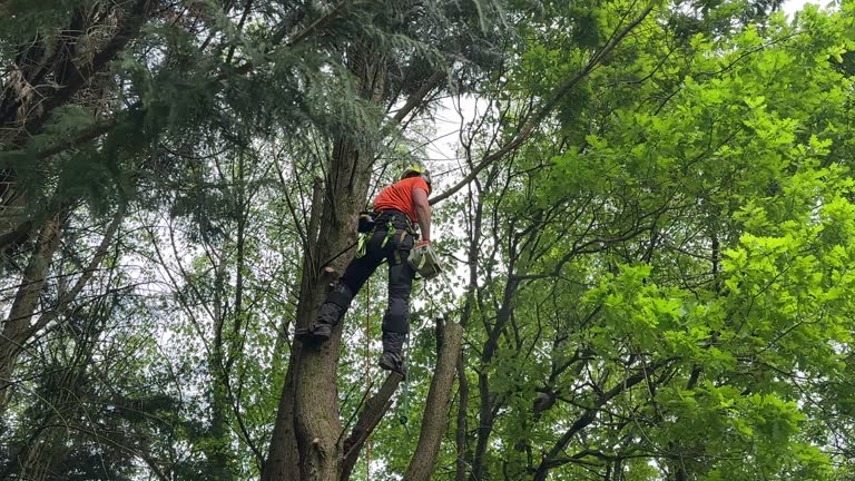 Best Tree Cabling and Bracing  in Juno Ridge, FL